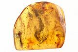 Fossil Beetle, True Midge, and Thuja Twig in Baltic Amber #307685-1